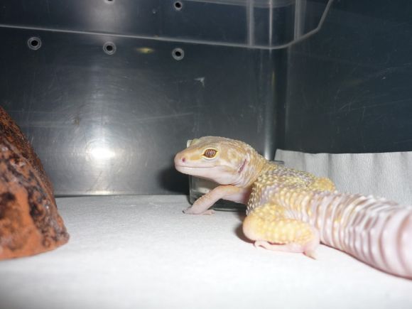Gechi leopardini  albino sub 